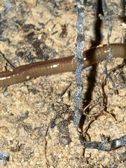 Amynthas corticis