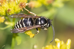 Dolichovespula arctica