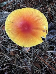 Amanita jacksonii
