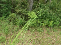 Kellochloa brachyantha