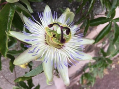 Passiflora caerulea