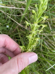 Habenaria repens