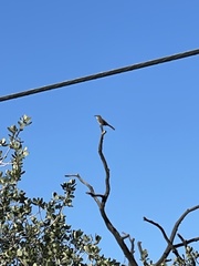 Toxostoma redivivum