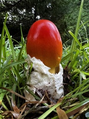 Amanita jacksonii