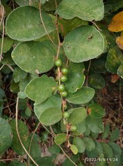 Bridelia tomentosa