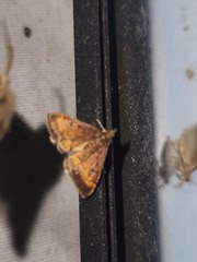 Pyrausta californicalis