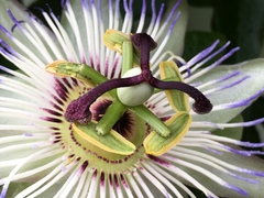 Passiflora caerulea