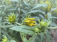 Helianthus