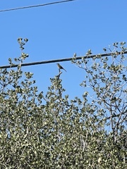 Toxostoma redivivum