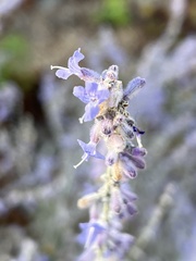 Salvia