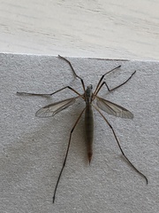 Tipula paludosa