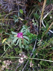 Daphne striata
