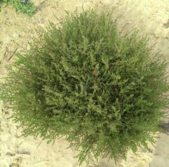 Salsola kali
