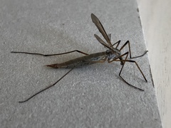 Tipula paludosa