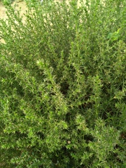 Salsola kali