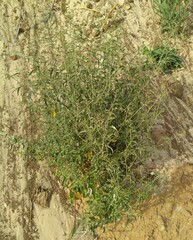 Atriplex