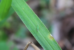 Cicadellinae