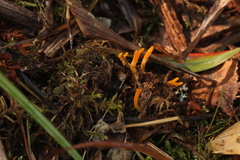 Calocera viscosa