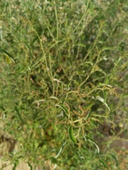 Atriplex