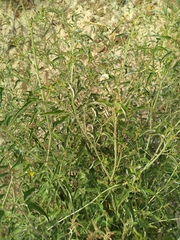 Atriplex