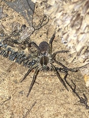 Tigrosa helluo