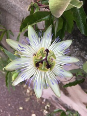 Passiflora caerulea