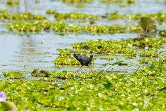 Zapornia flavirostra