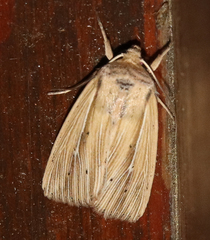 Mythimna oxygala