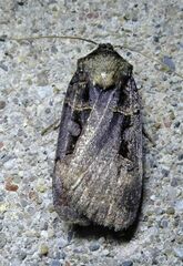 Pseudohermonassa bicarnea