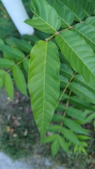 Ailanthus altissima