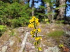 Solidago simplex