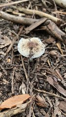 Lepiota rubrotinctoides