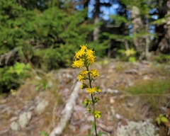 Solidago simplex