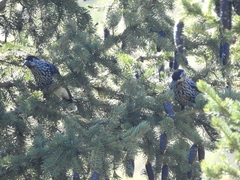 Nucifraga caryocatactes