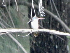 Leucolia violiceps