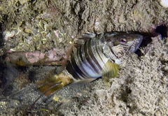Serranus scriba