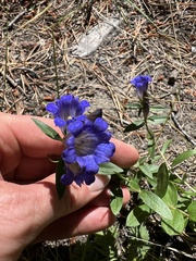 Gentiana affinis