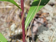 Solidago simplex