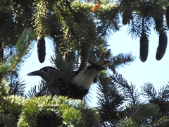 Nucifraga caryocatactes