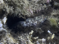 Gobius incognitus