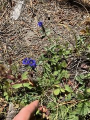 Gentiana affinis