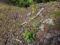 Solidago simplex