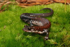 Plethodon ouachitae