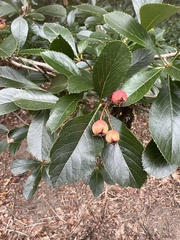Crataegus crus-galli