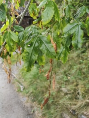 Laburnum anagyroides