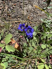 Gentiana affinis