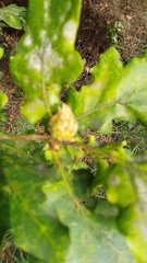 Andricus foecundatrix