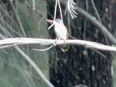 Leucolia violiceps
