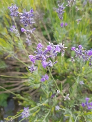 Lavandula angustifolia