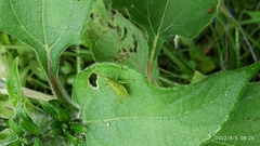 Sphenarium